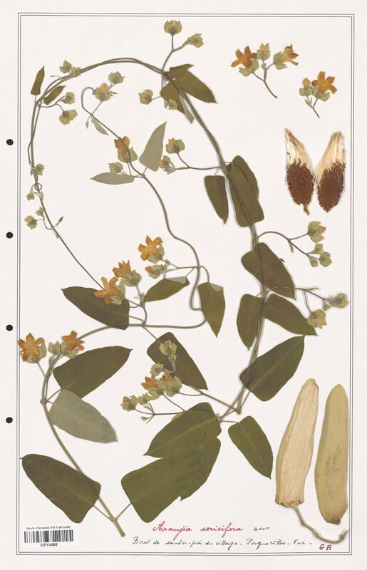 Arauja sericifera  (Asclepiadacees)