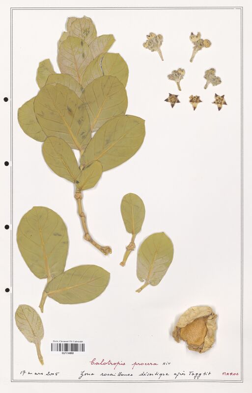 Calotropis procera  (Asclepiadacees)