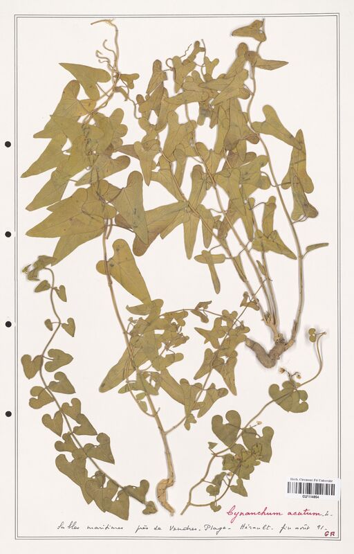 Cynanchum acutum  (Asclepiadacees)