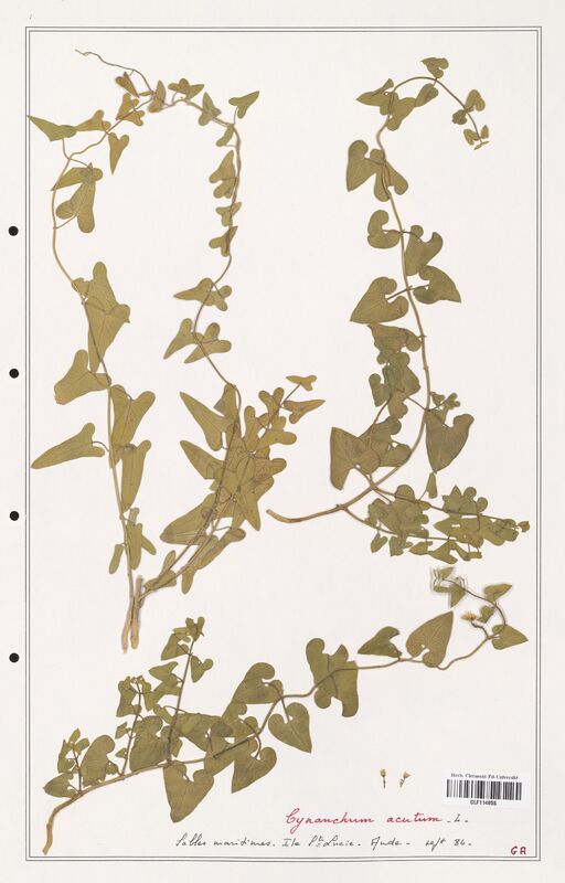 Cynanchum acutum  (Asclepiadacees)