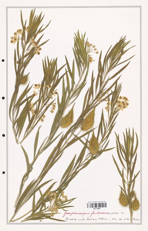 Gomphocarpus fruticosus  (Asclepiadacees)