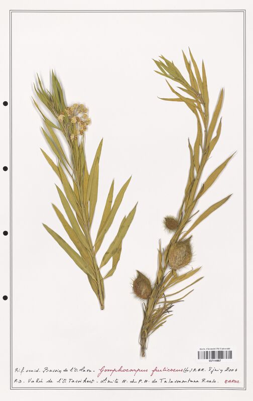 Gomphocarpus fruticosus  (Asclepiadacees)