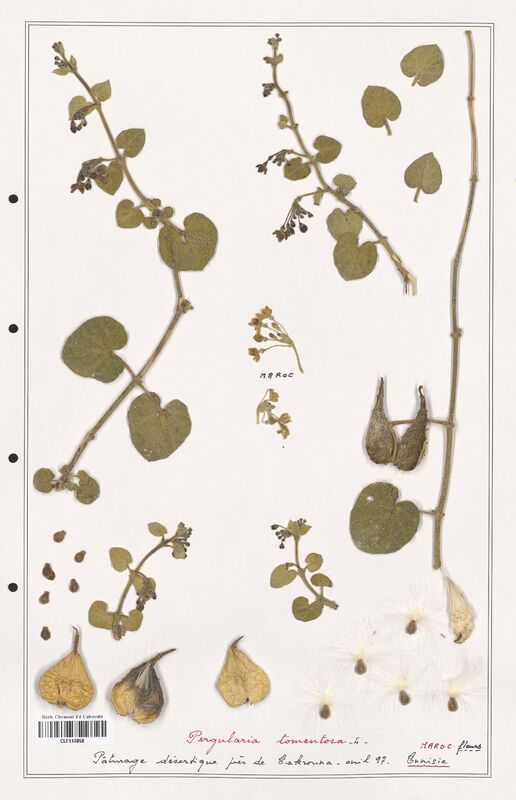 Pergularia tomentosa  (Asclepiadacees)