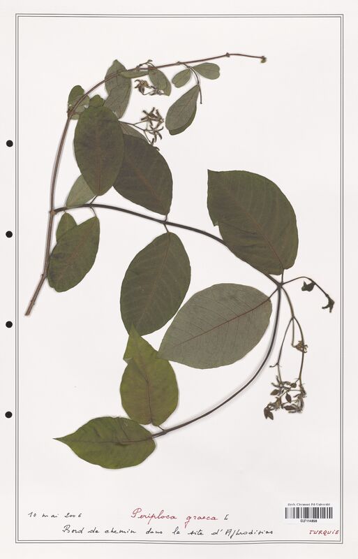 Periploca graeca  (Asclepiadacees)