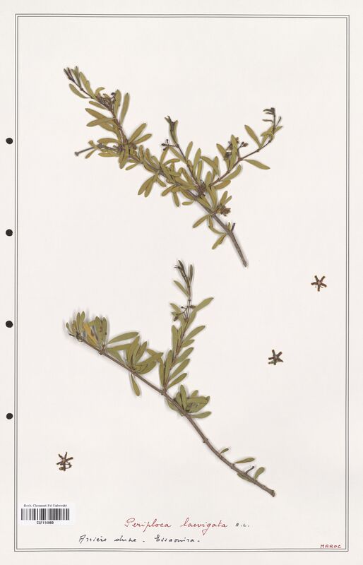 Periploca laevigata  (Asclepiadacees)