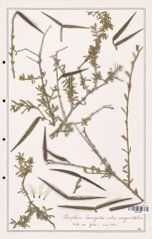 Periploca laevigata  (Asclepiadacees)