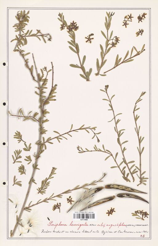 Periploca laevigata  (Asclepiadacees)