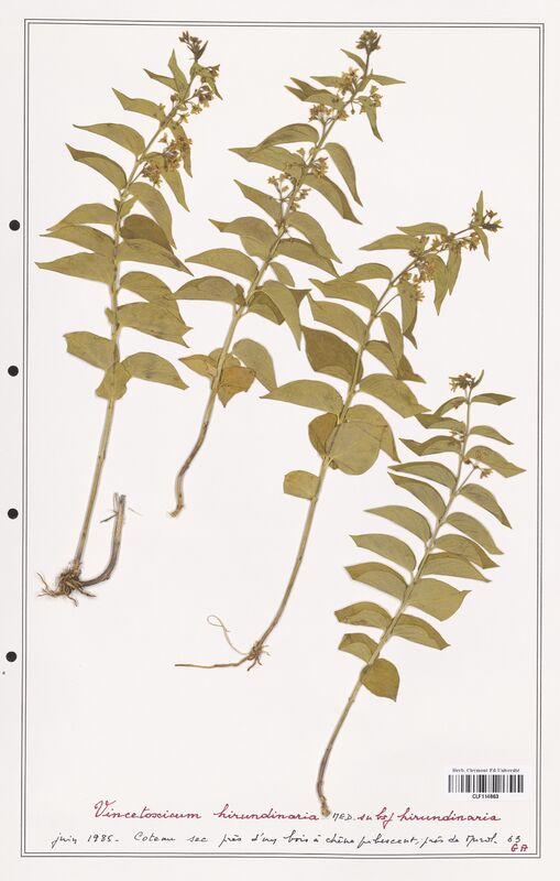 Vincetoxicum hirundinaria  (Asclepiadacees)