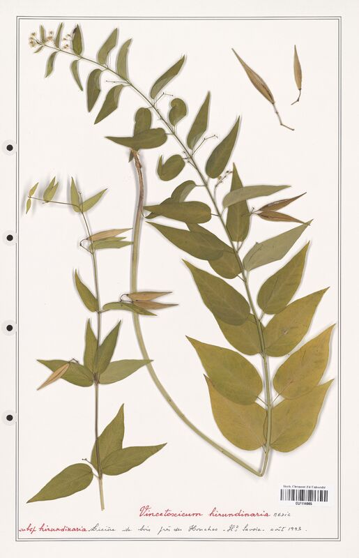 Vincetoxicum hirundinaria  (Asclepiadacees)