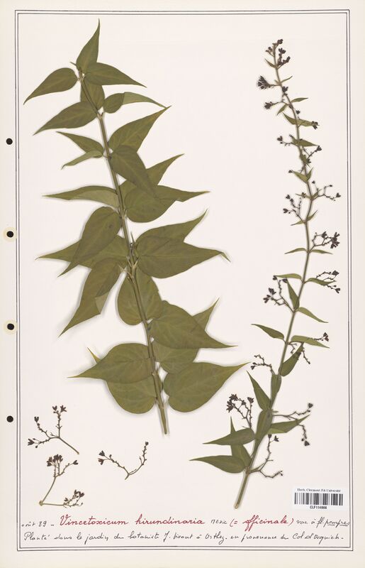 Vincetoxicum hirundinaria  (Asclepiadacees)