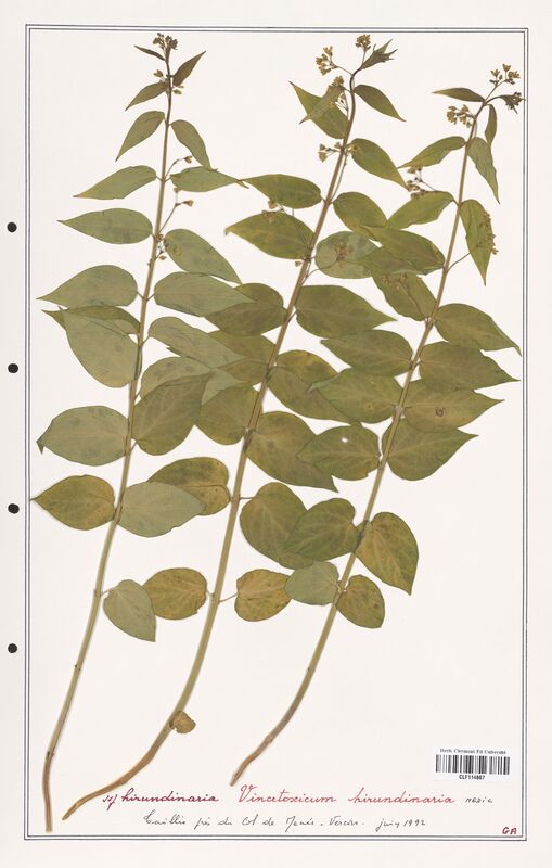 Vincetoxicum hirundinaria  (Asclepiadacees)