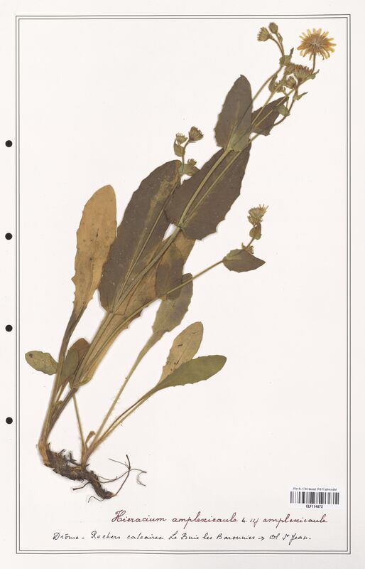 Hieracium amplexicaule  (Asteraceae)