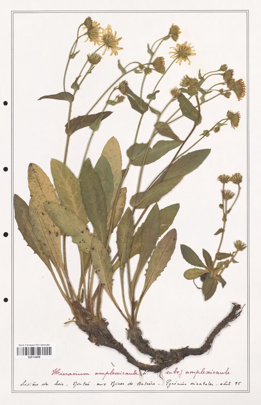 Hieracium amplexicaule  (Asteraceae)