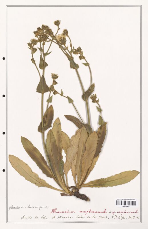 Hieracium amplexicaule  (Asteraceae)