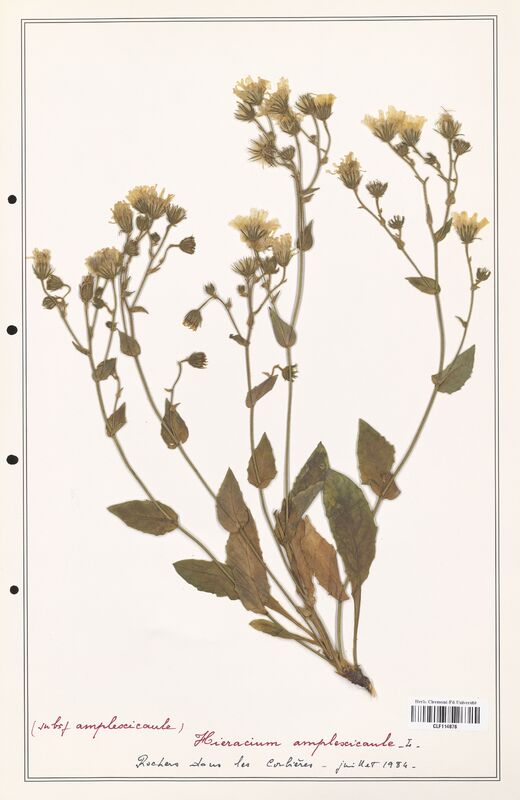 Hieracium amplexicaule  (Asteraceae)