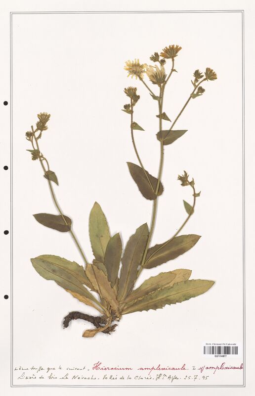 Hieracium amplexicaule  (Asteraceae)