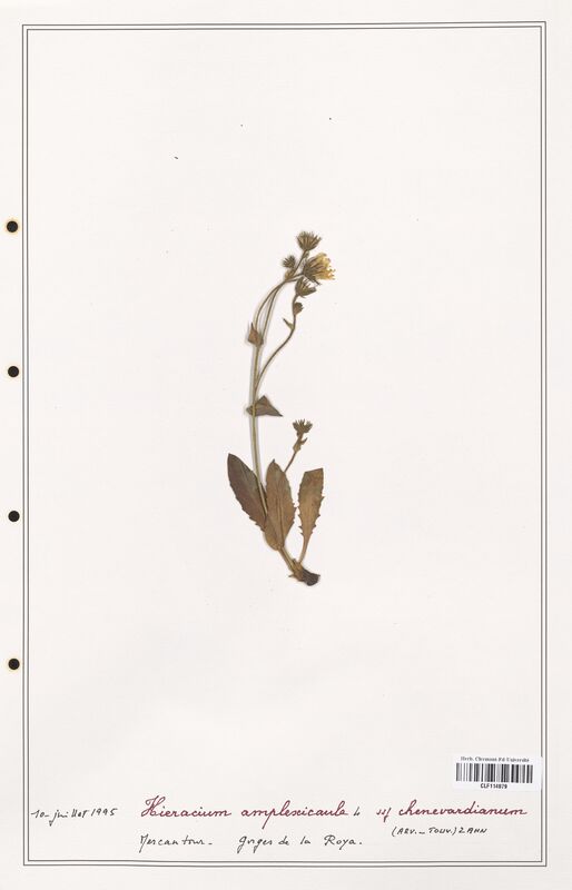 Hieracium amplexicaule  (Asteraceae)