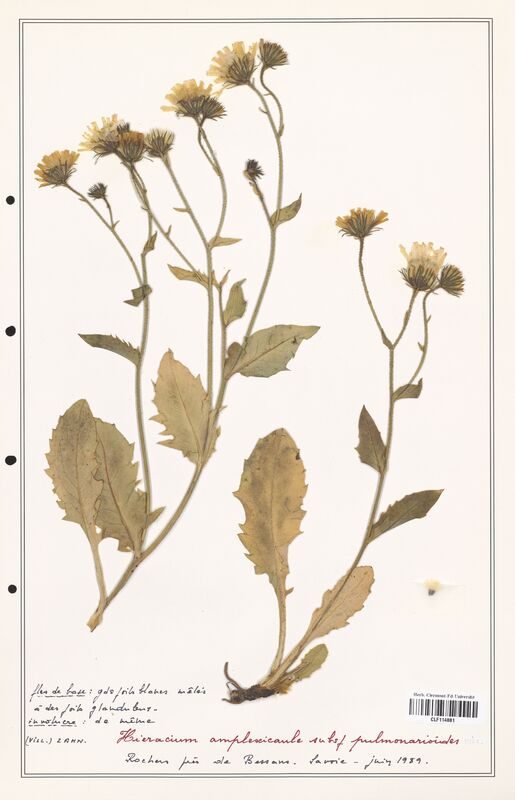 Hieracium amplexicaule  (Asteraceae)