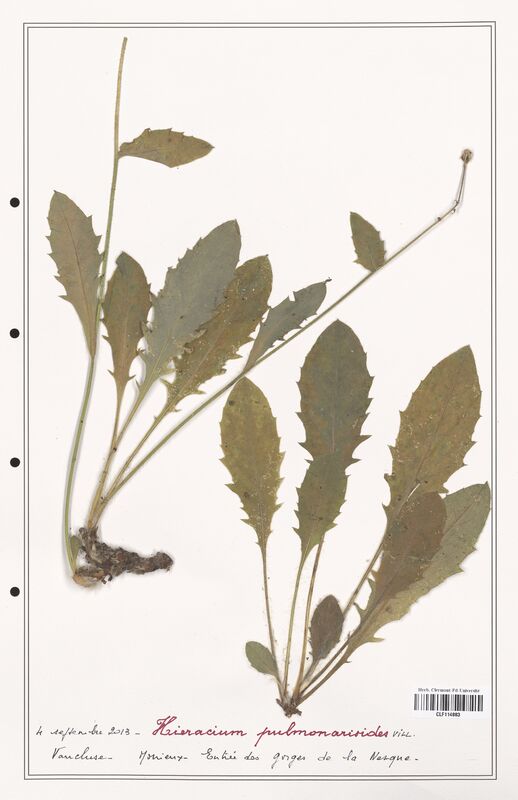 Hieracium pulmonarioides  (Asteraceae)