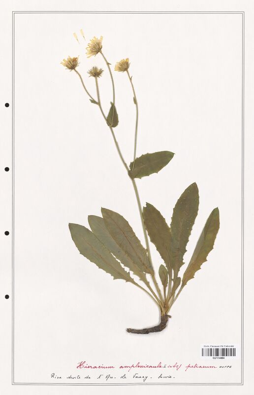 Hieracium amplexicaule  (Asteraceae)