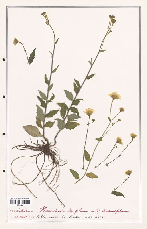 Hieracium brevifolium  (Asteraceae)