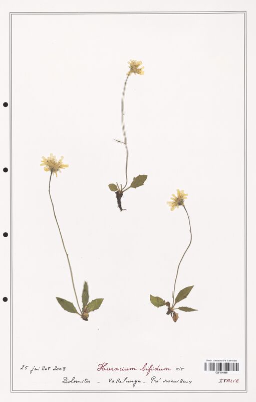 Hieracium bifidum  (Asteraceae)