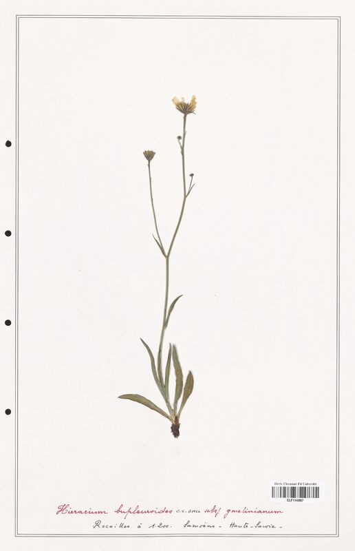 Hieracium bupleuroides  (Asteraceae)