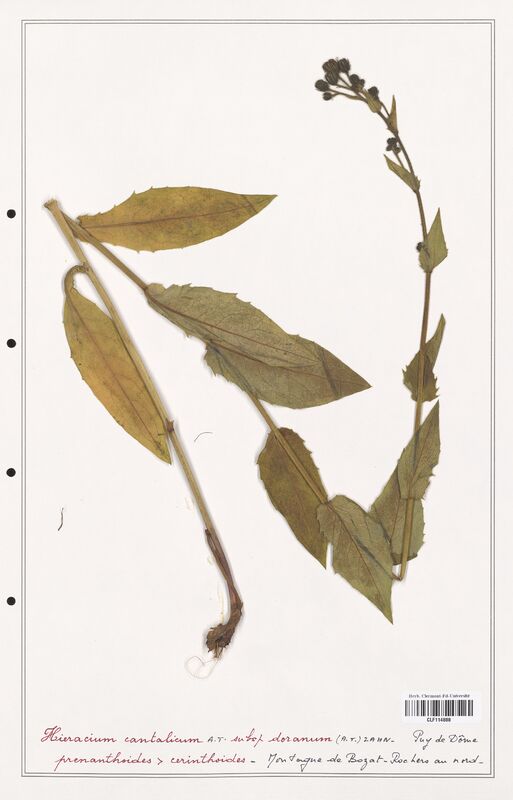 Hieracium cantalicum  (Asteraceae)