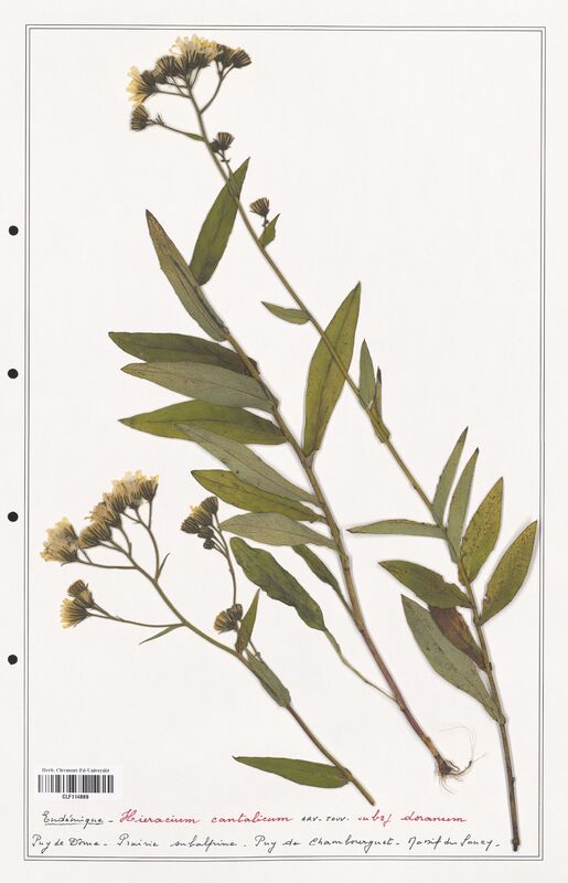 Hieracium cantalicum  (Asteraceae)