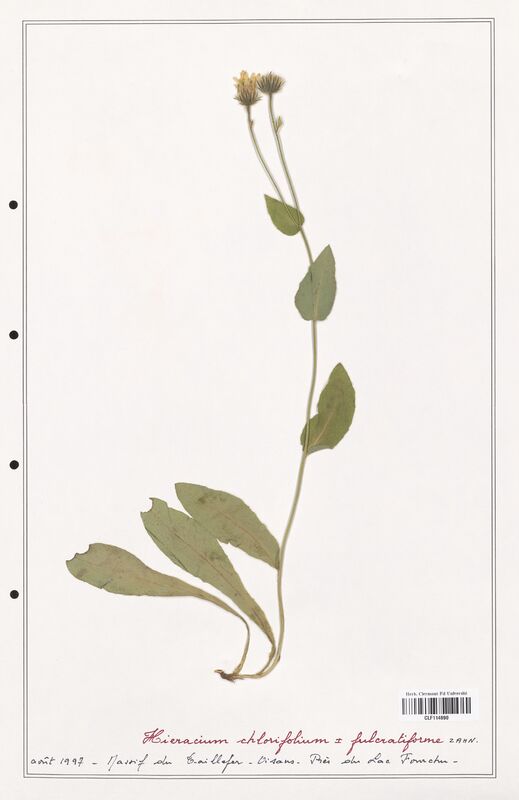 Hieracium chlorifolium  (Asteraceae)