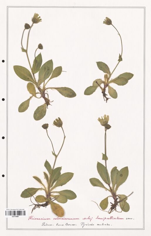 Hieracium colmeiroanum  (Asteraceae)