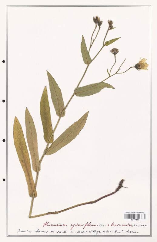 Hieracium cydonifolium  (Asteraceae)