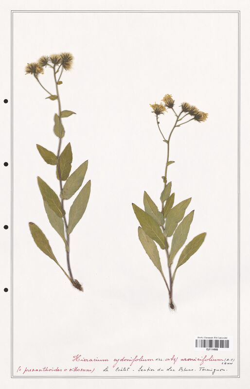 Hieracium cydonifolium  (Asteraceae)