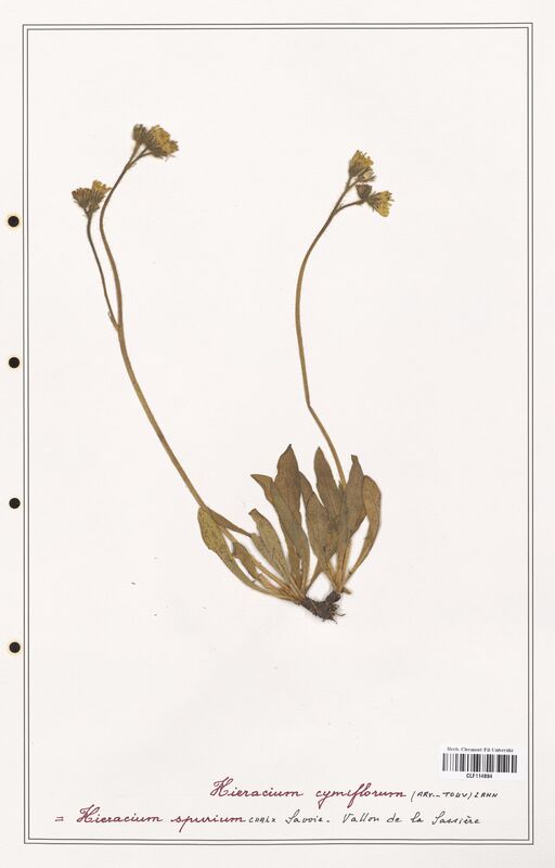 Hieracium cymiflorum  (Asteraceae)