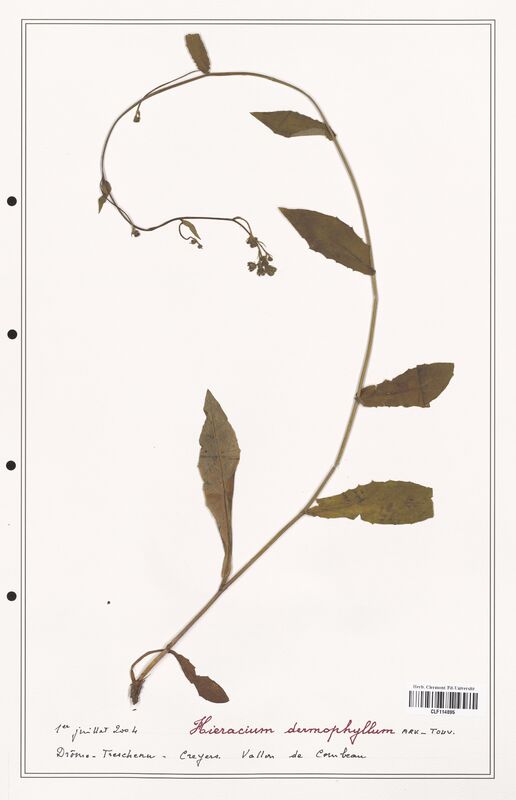 Hieracium dermophyllum  (Asteraceae)