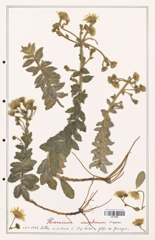 Hieracium eriphorum  (Asteraceae)