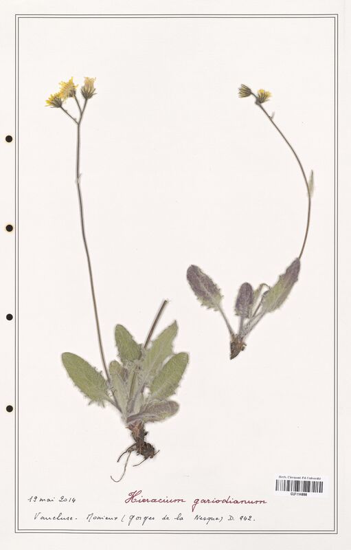 Hieracium gariodianum  (Asteraceae)