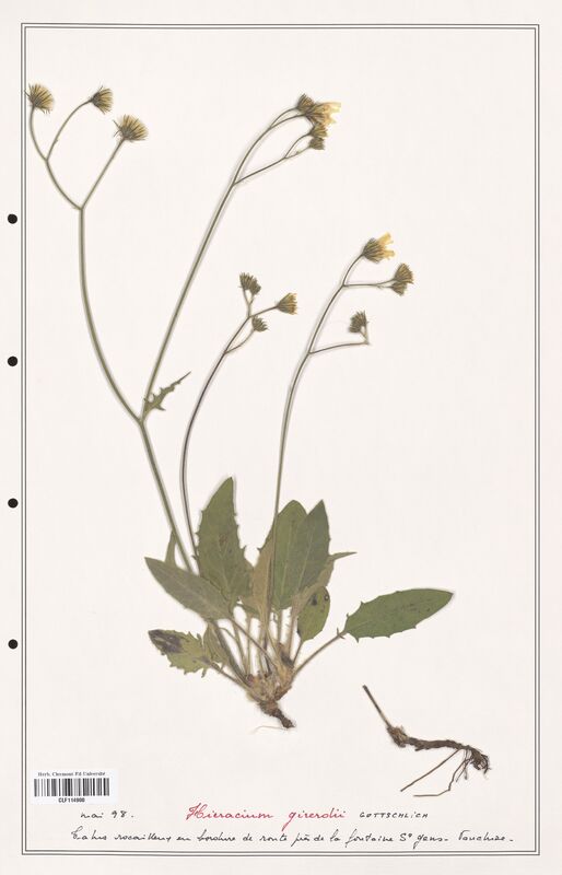 Hieracium girerdii  (Asteraceae)