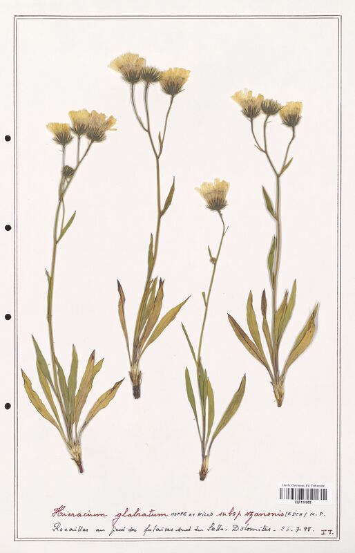 Hieracium glabratum  (Asteraceae)