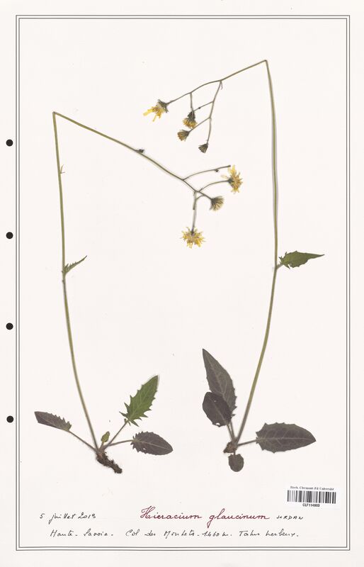 Hieracium glaucinum  (Asteraceae)