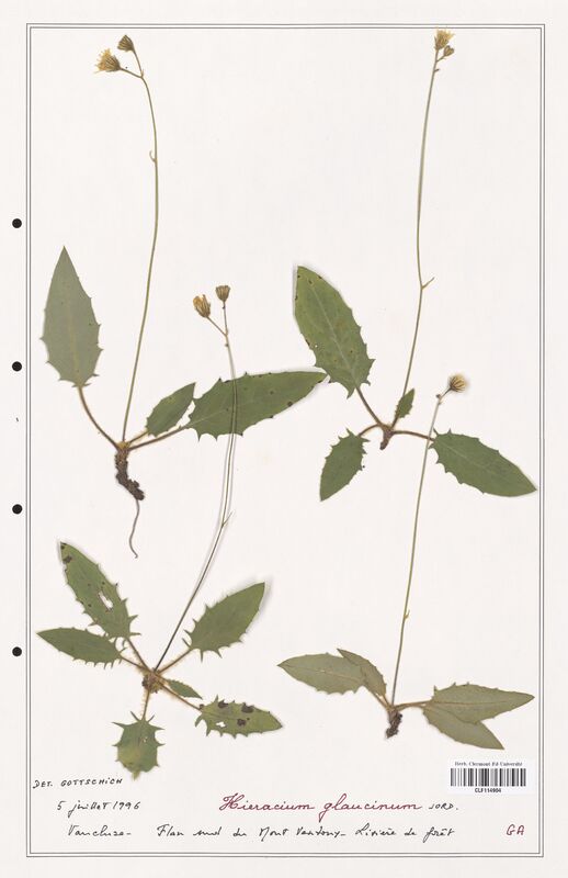 Hieracium glaucinum  (Asteraceae)