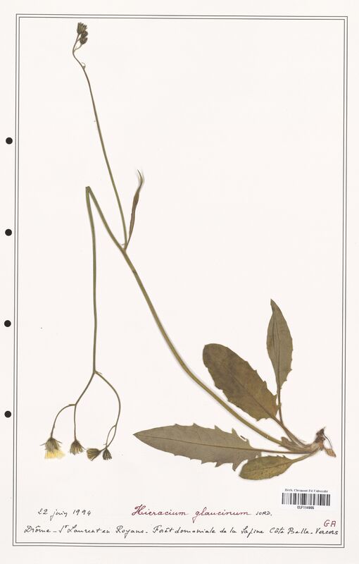 Hieracium glaucinum  (Asteraceae)