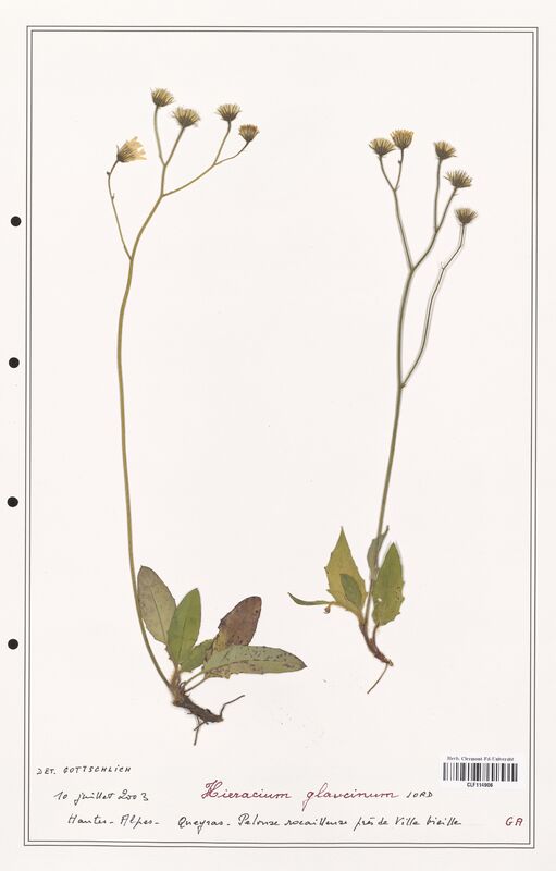 Hieracium glaucinum  (Asteraceae)