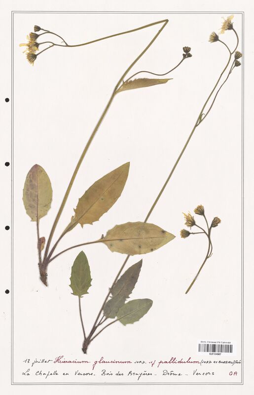 Hieracium glaucinum  (Asteraceae)