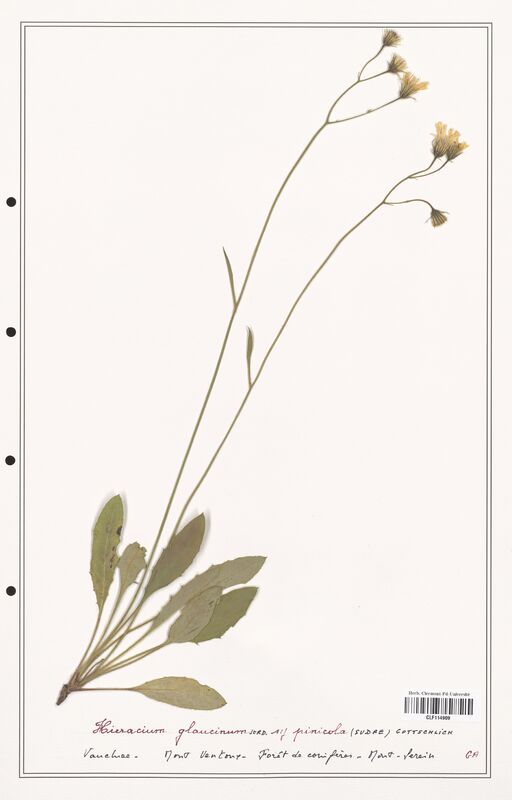 Hieracium glaucinum  (Asteraceae)