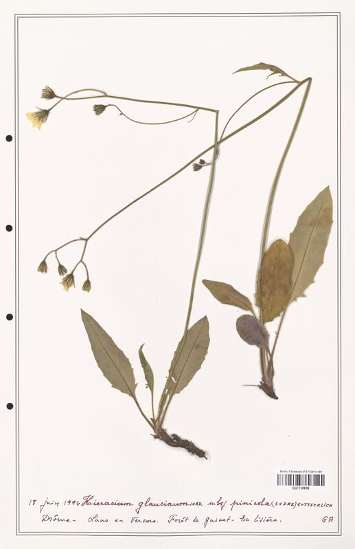 Hieracium glaucinum  (Asteraceae)