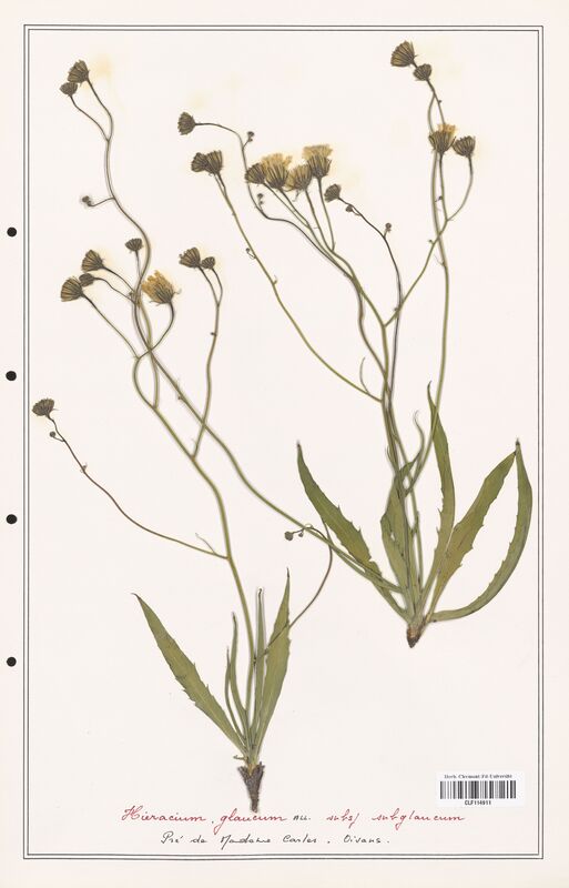 Hieracium glaucum  (Asteraceae)