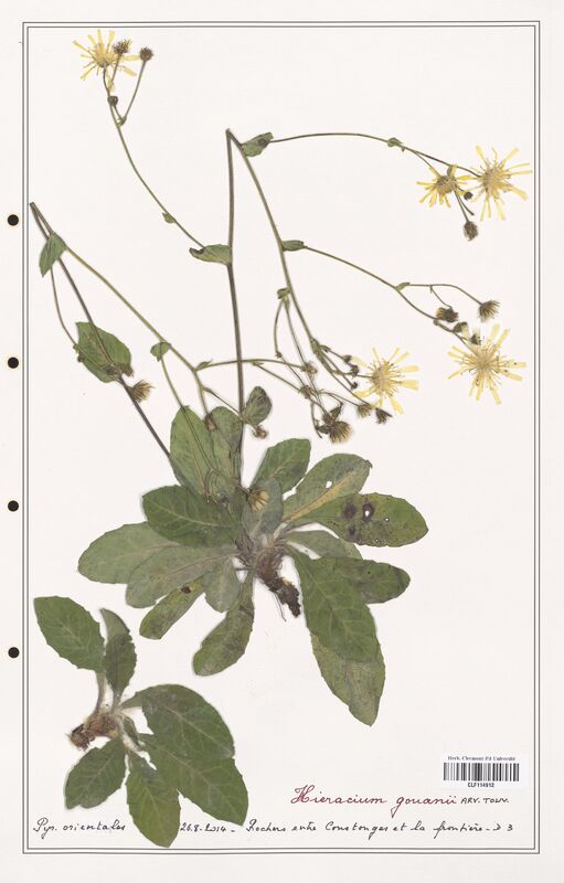 Hieracium gouanii  (Asteraceae)