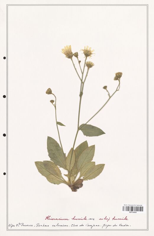 Hieracium humile  (Asteraceae)