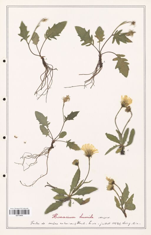 Hieracium humile  (Asteraceae)